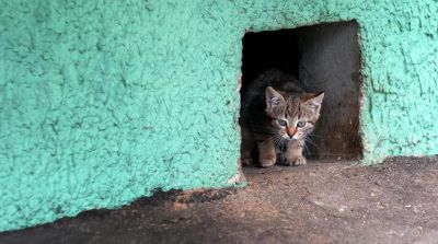 В Госдуме возмутились запрету кормить бездомных животных — новости экологии на ECOportal